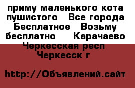 приму маленького кота пушистого - Все города Бесплатное » Возьму бесплатно   . Карачаево-Черкесская респ.,Черкесск г.